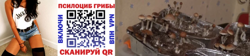 hydra как войти  Липецк  Псилоцибиновые грибы Psilocybe 